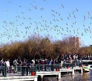 翠湖公园图片,翠湖公园图库,翠湖公园旅游图片