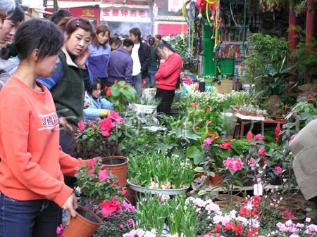 景星花鸟市场图片,景星花鸟市场图库,景星花鸟市场旅游图片