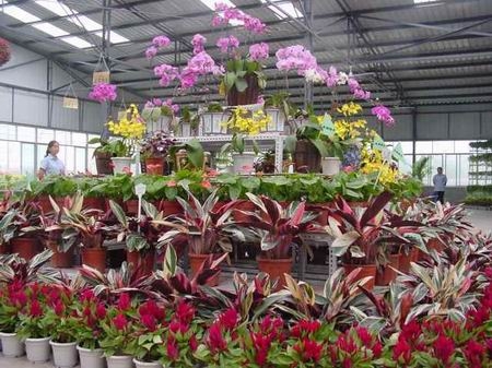 斗南花市图片,斗南花市图库,斗南花市旅游图片