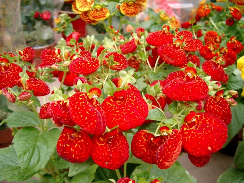 斗南花市图片,斗南花市图库,斗南花市旅游图片