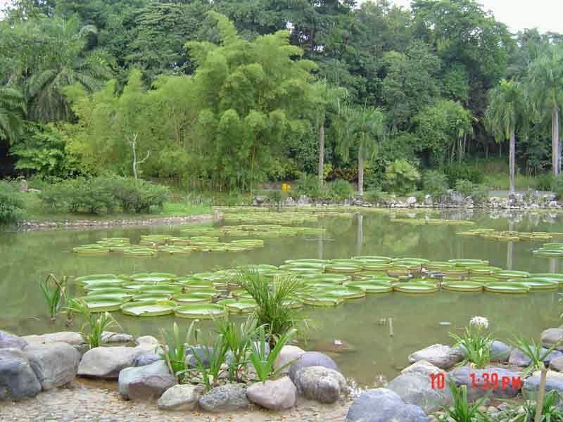橄榄坝图片,橄榄坝图库,橄榄坝旅游图片