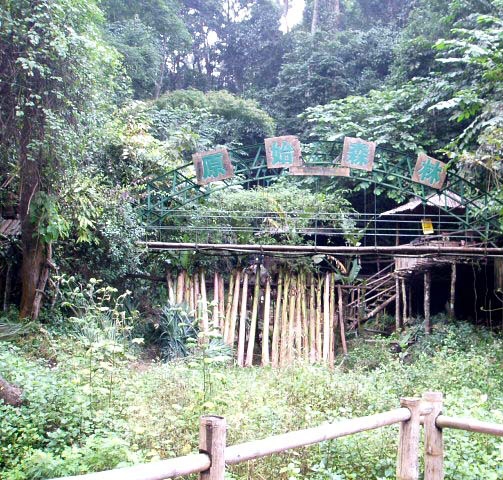 西双版纳原始森林公园图片,西双版纳原始森林公园图库,西双版纳原始森林公园旅游图片