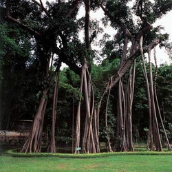 原始森林公园图片,原始森林公园图库,原始森林公园旅游图片