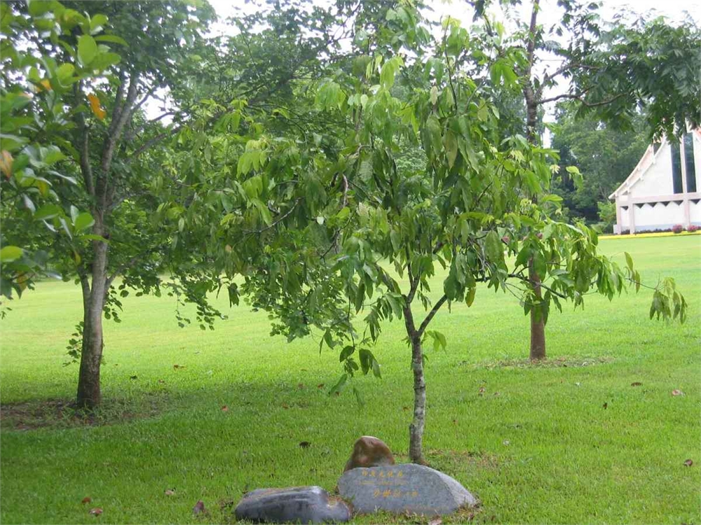 勐仑植物园图片,勐仑植物园图库,勐仑植物园旅游图片