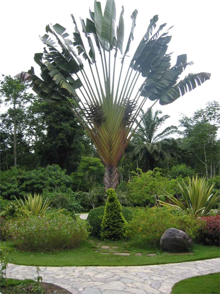 勐仑植物园图片,勐仑植物园图库,勐仑植物园旅游图片