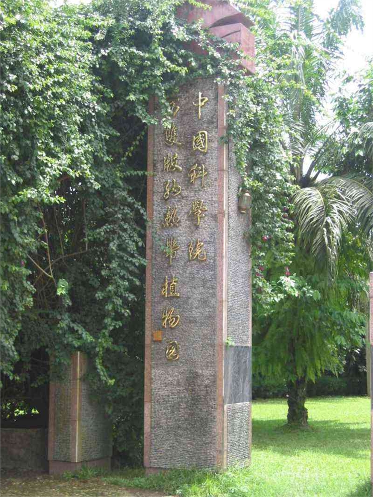 勐仑植物园图片,勐仑植物园图库,勐仑植物园旅游图片