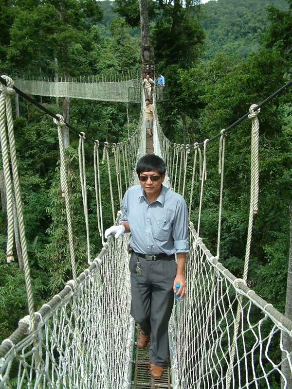 空中走廊望天树图片,空中走廊望天树图库,空中走廊望天树旅游图片