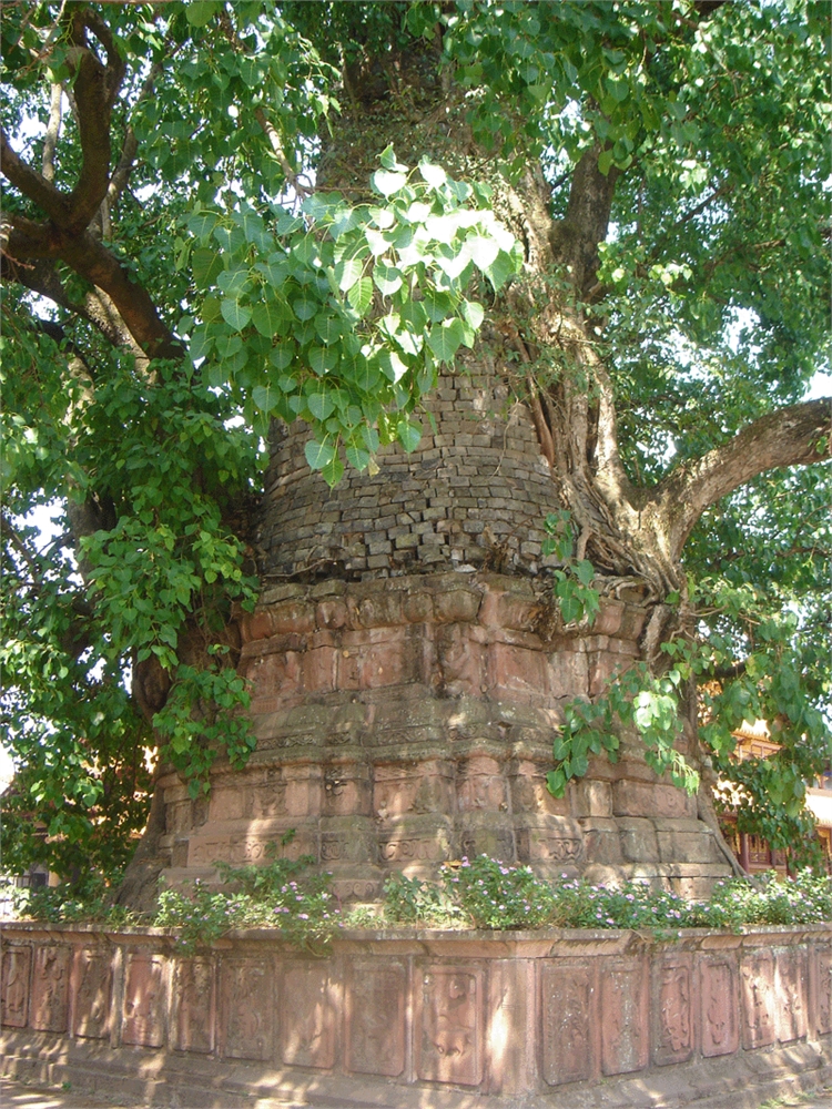 塔包树树包塔图片,塔包树树包塔图库,塔包树树包塔旅游图片