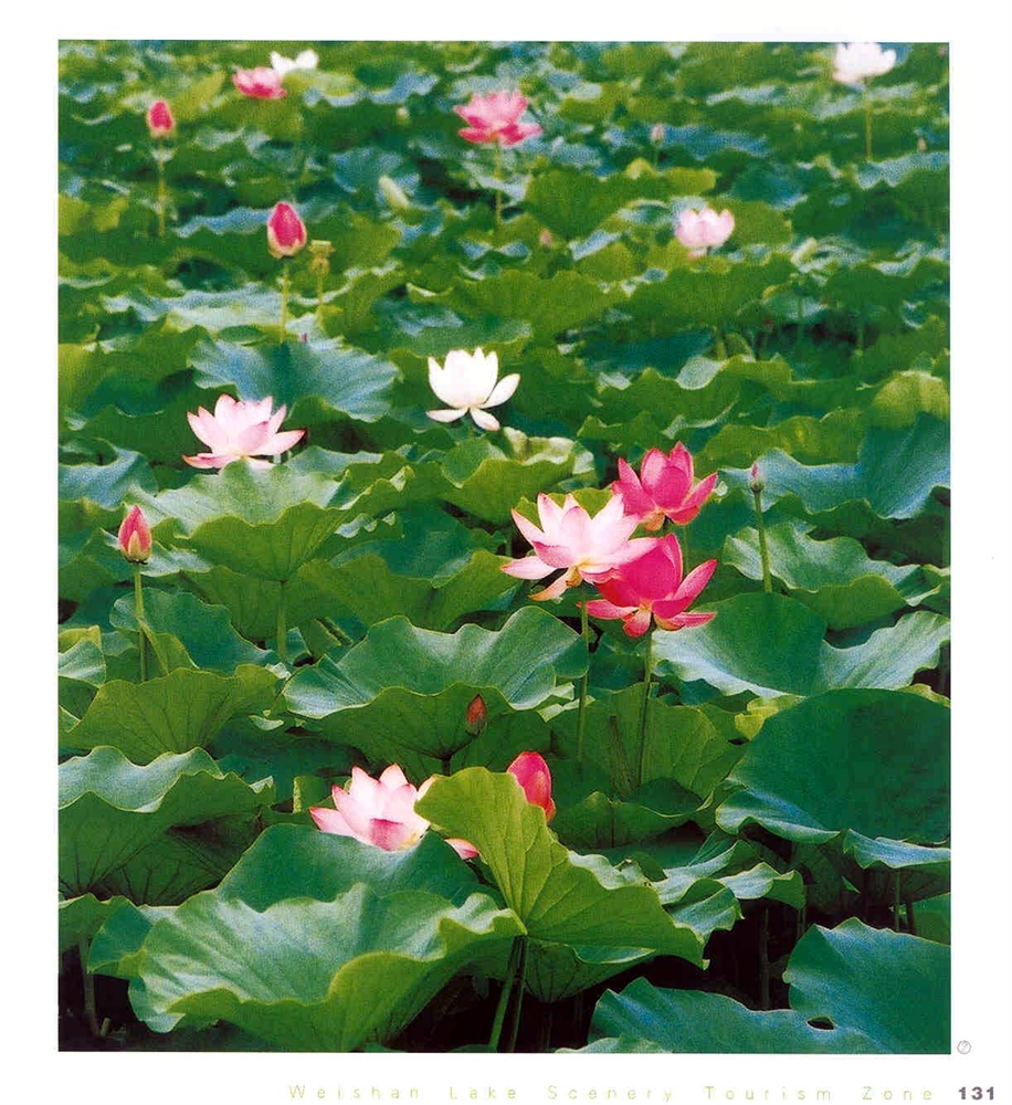 石屏万亩荷花园图片,石屏万亩荷花园图库,石屏万亩荷花园旅游图片