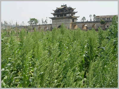 红河双龙桥图片,红河双龙桥图库,红河双龙桥旅游图片