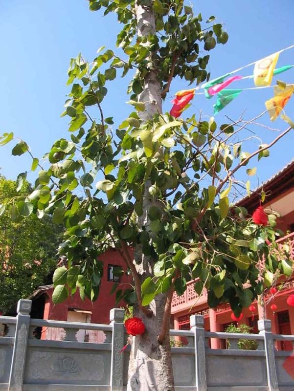 鸡足山图片,鸡足山图库,鸡足山旅游图片
