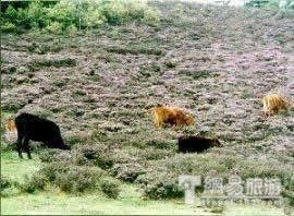 花甸坝图片,花甸坝图库,花甸坝旅游图片