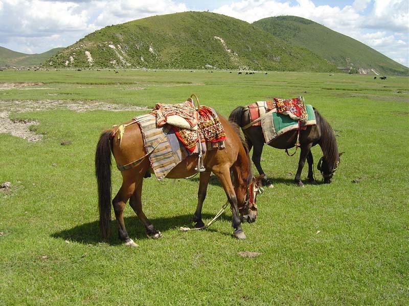 纳帕海图片,纳帕海图库,纳帕海旅游图片
